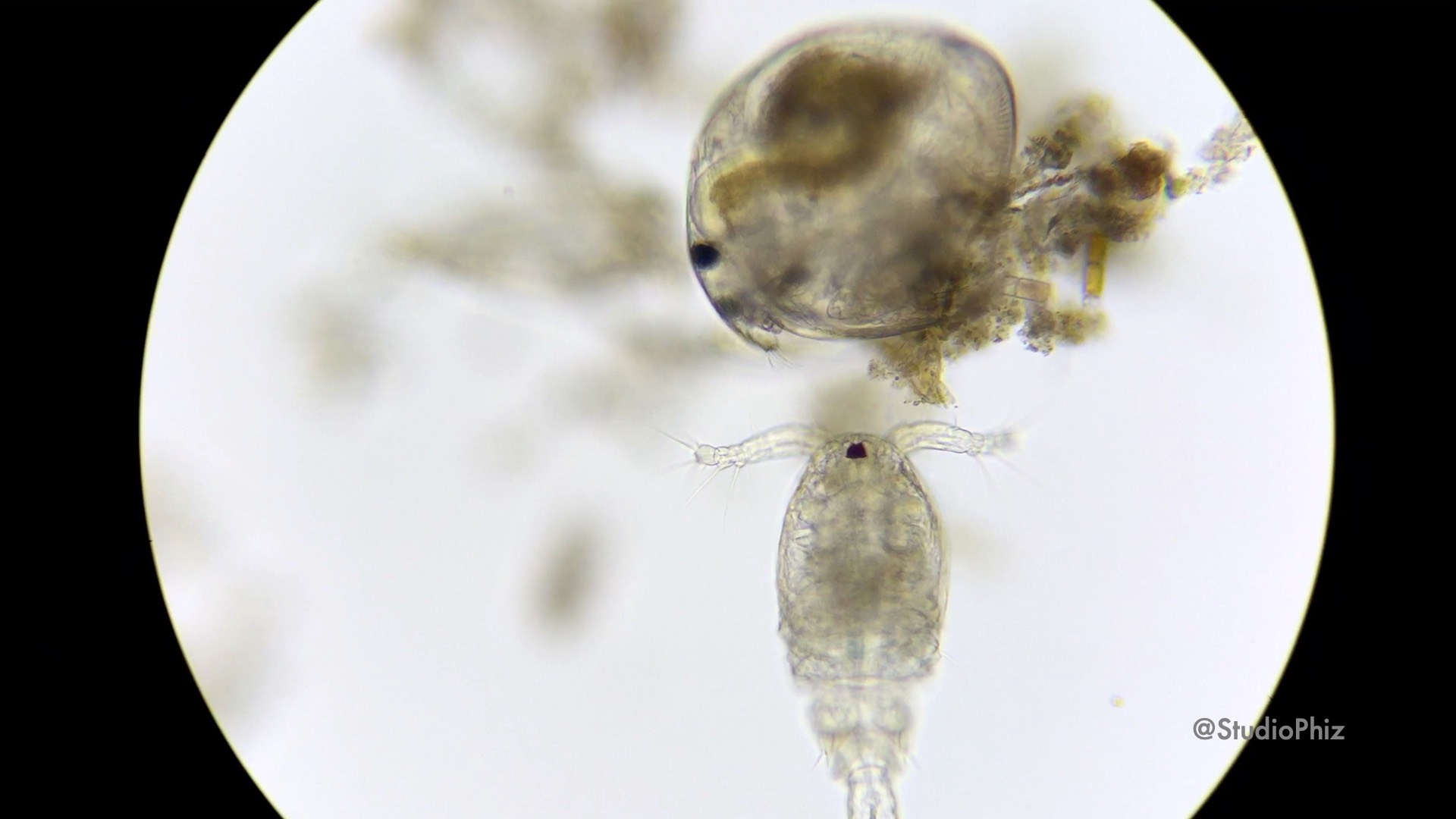 見つめ合うふたり…