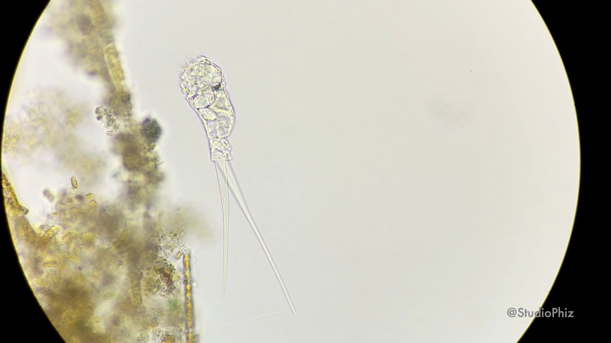 カタオワムシ?1