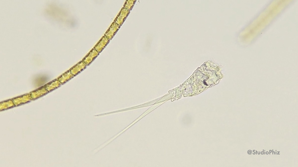 カタオワムシ?2