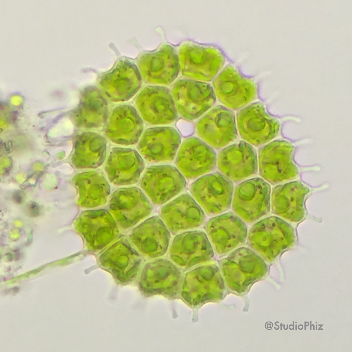 サメハダクンショウモ 大