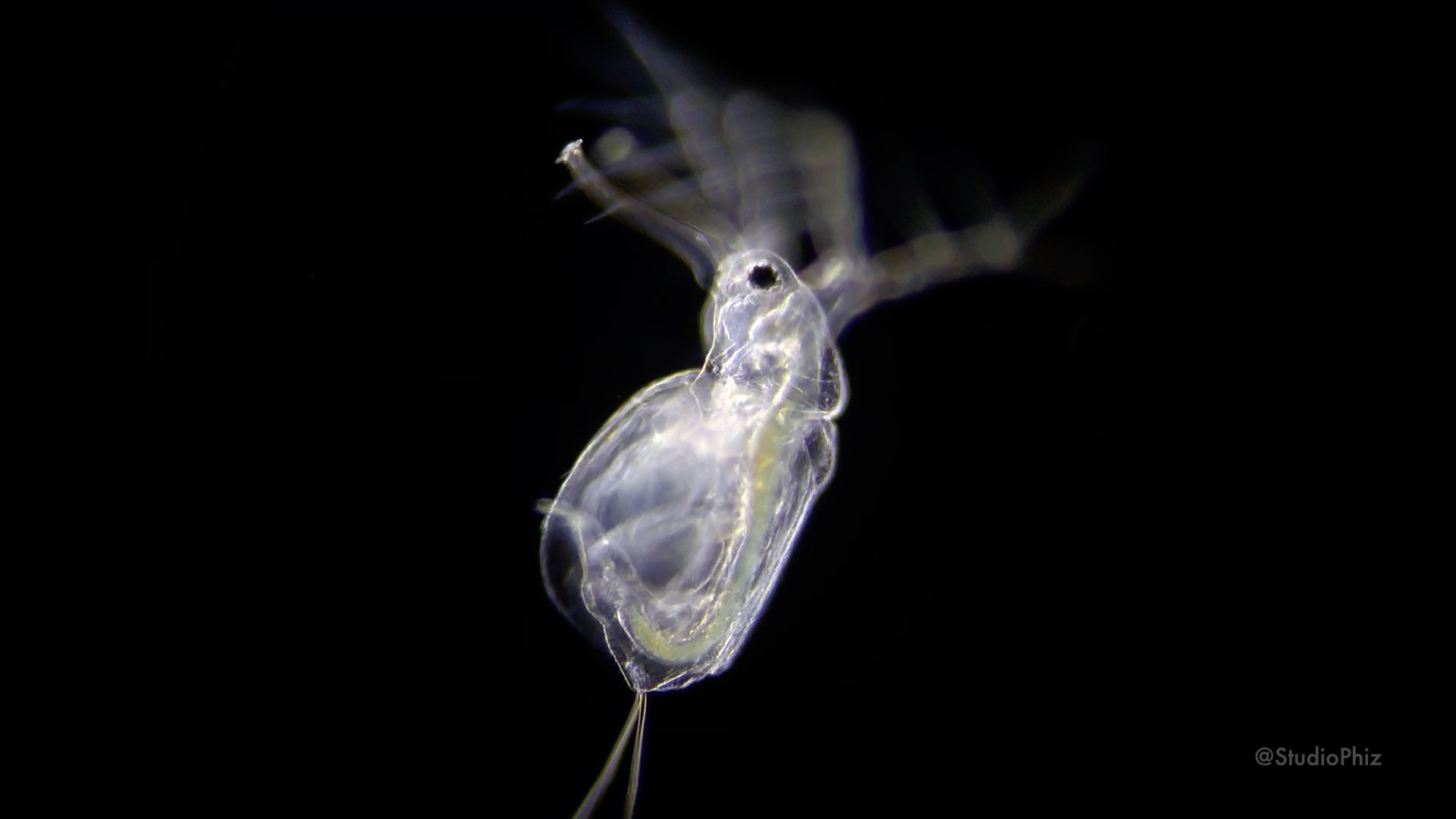 タマちゃん子供雄1