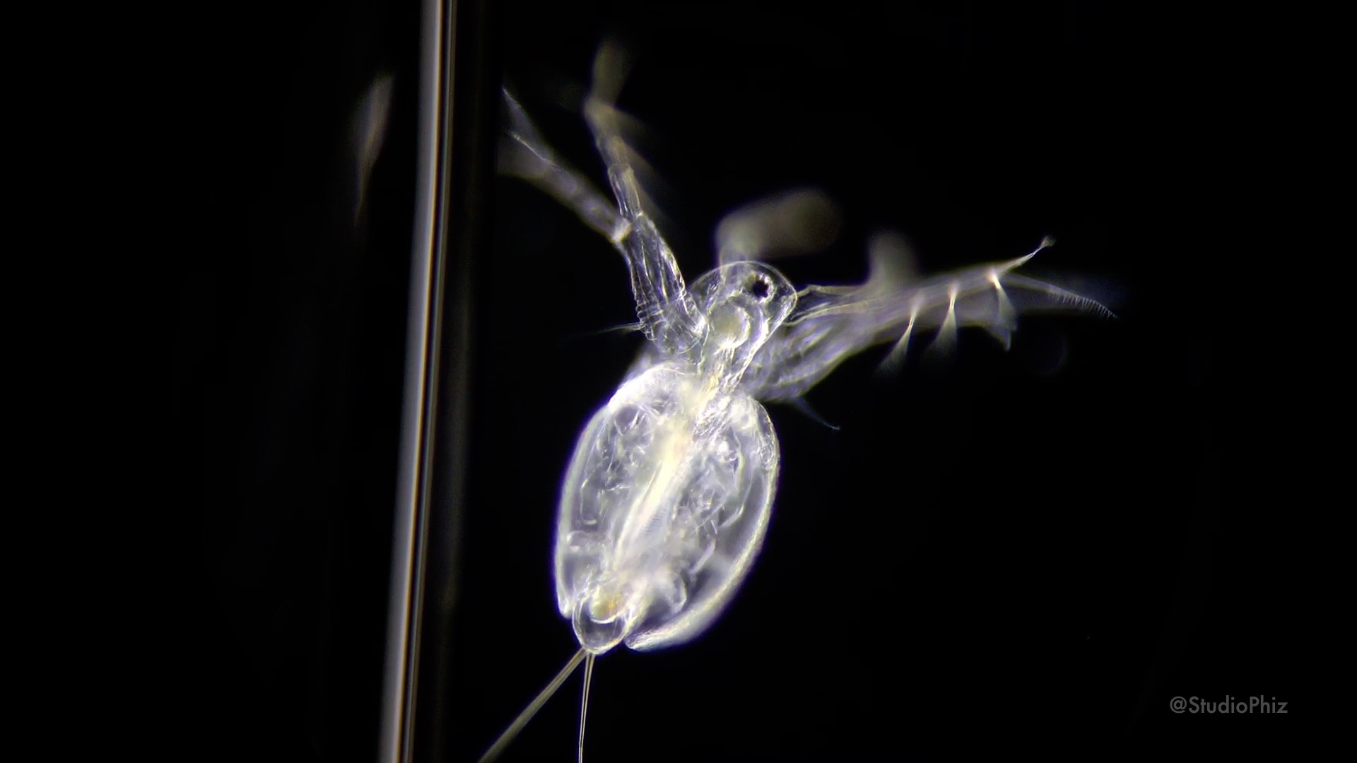 タマちゃん子供雄3