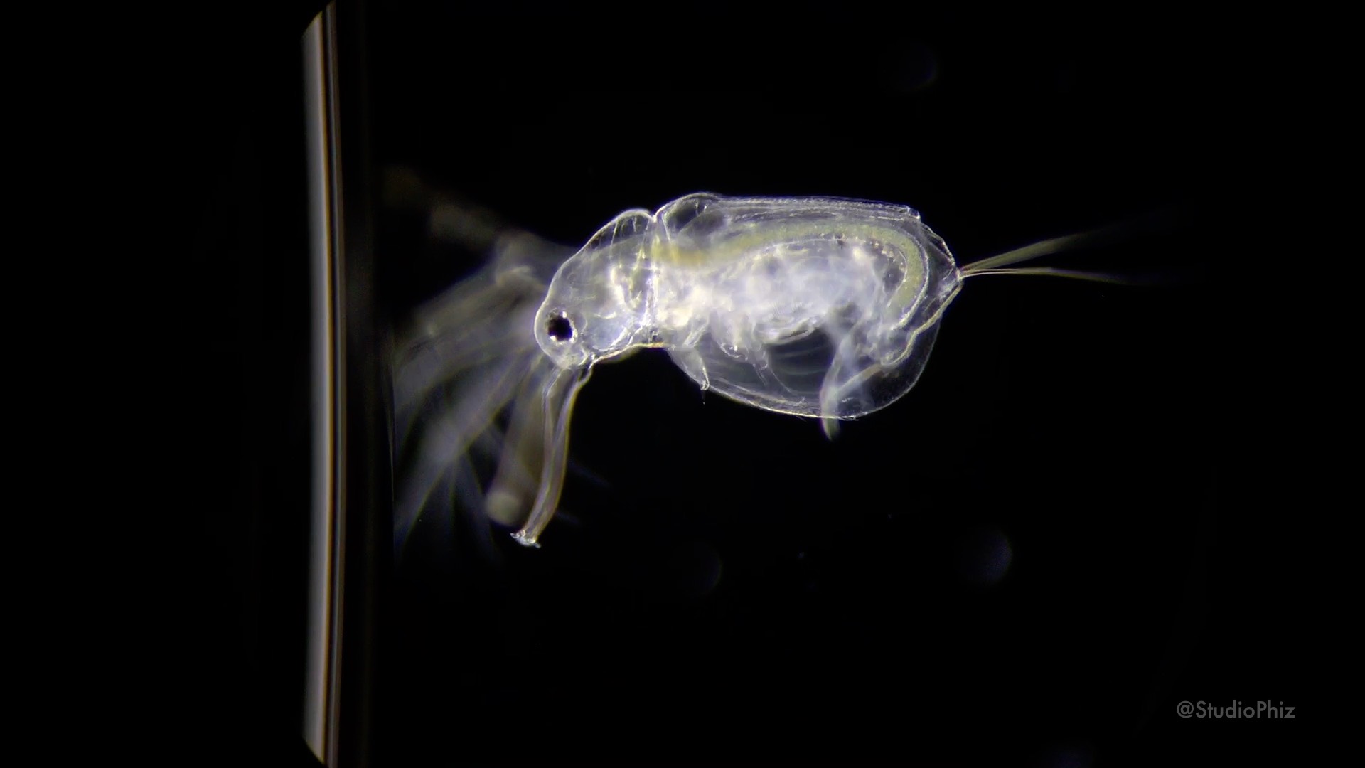 タマちゃん子供雄4