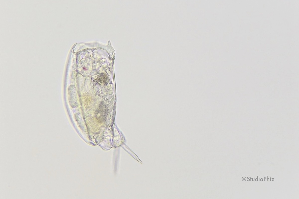 わむたん(縮み)