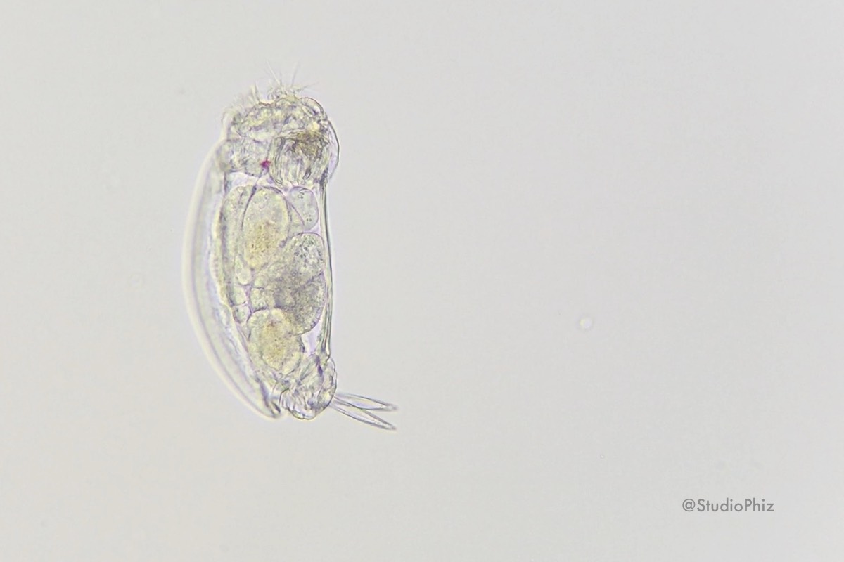 わむたん(足ぶら)