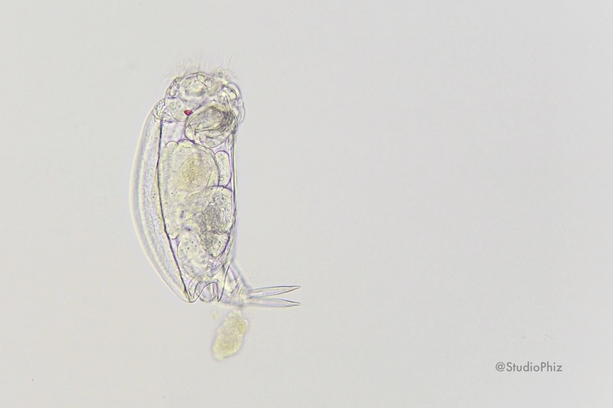 わむたん(パフっ!)